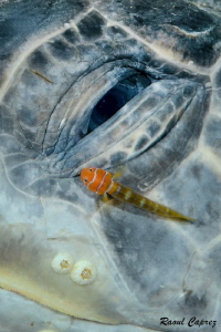 Green turtle tear by Raoul Caprez 